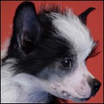 ��������� �������� ������