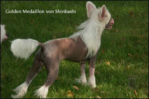 ��������� �������� ������ Golden Medaillon von Shinbashi