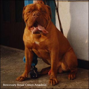 ��������� ��� Bencevary Royal Crown Amadeus