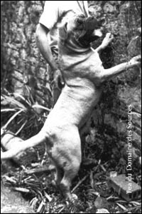 ��������� ��� Tea du Domaine des Sources