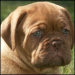 ����� ���������� ����