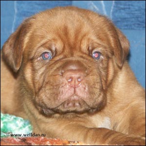 ����� ���������� ���� Bakervill's Style Viski