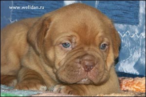 ����� ���������� ���� Bakervill's Style Viski