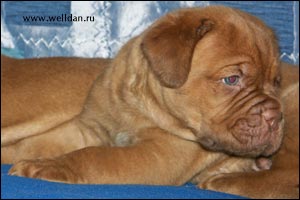 ����� ���������� ���� Bakervill's Style Viski