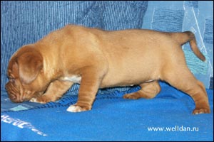 ����� ���������� ���� Bakervill's Style Viski