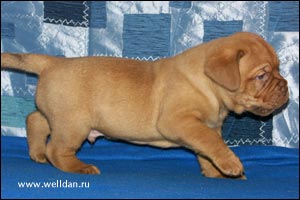 ����� ���������� ���� Bakervill's Style Viski