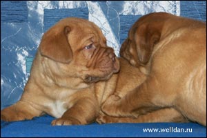 ����� ���������� ���� Bakervill's Style Viski