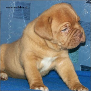 ����� ���������� ���� Bakervill's Style Viski