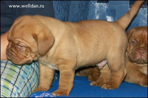 ����� ���������� ���� Bakervill's Style Viski