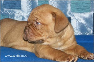 ����� ���������� ���� Bakervill's Style Viski