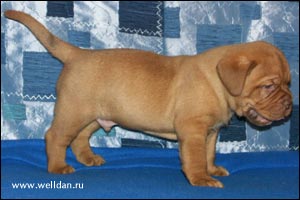 ����� ���������� ���� Bakervill's Style Viski