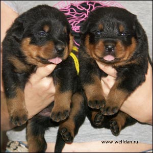����� ���������� Rotti's Allyans Ute