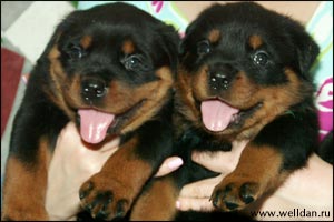rottweiler puppy Rotti's Allyans Ute