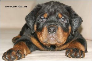 ����� ���������� Rotti's Allyans Ute