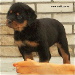 ����� ���������� Rotti's Allyans Ute