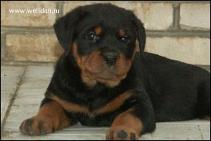 ����� ���������� Rotti's Allyans Ute