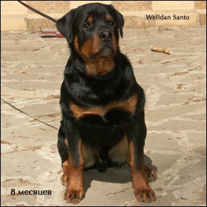 ����� ���������� Rotti's Allyans Ute