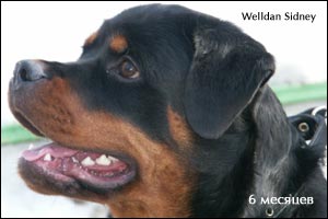 ����� ���������� Rotti's Allyans Ute