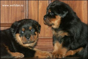 ����� ���������� Rotti's Allyans Vico