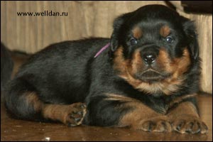 ����� ���������� Rotti's Allyans Vico