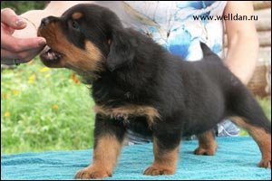 ����� ���������� Rotti's Allyans Vico