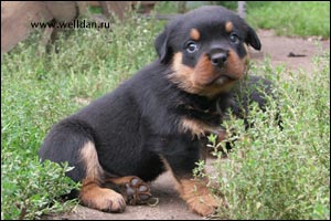����� ���������� Rotti's Allyans Vico