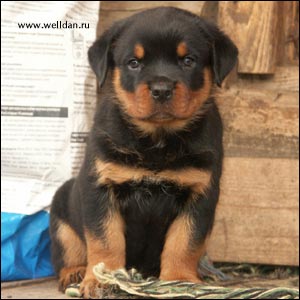 ����� ���������� Rotti's Allyans Vico