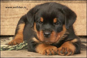 ����� ���������� Rotti's Allyans Vico