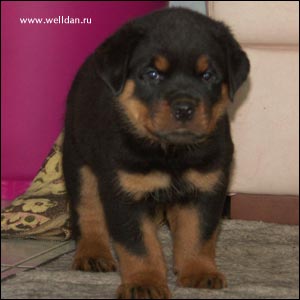����� ���������� Rotti's Allyans Vico