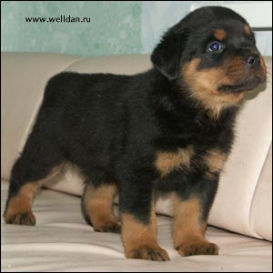 ����� ���������� Rotti's Allyans Vico