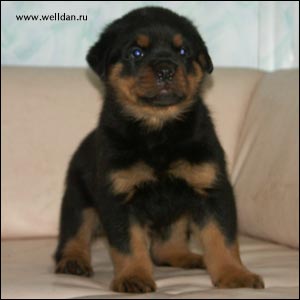 ����� ���������� Rotti's Allyans Vico