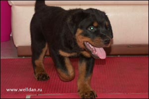 ����� ���������� Rotti's Allyans Vico