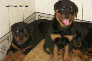 ����� ���������� Rotti's Allyans Vico