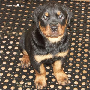 ����� ���������� Rotti's Allyans Vico