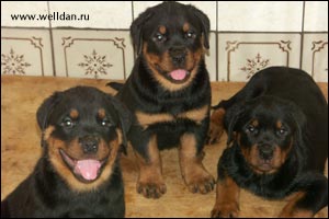 ����� ���������� Rotti's Allyans Vico