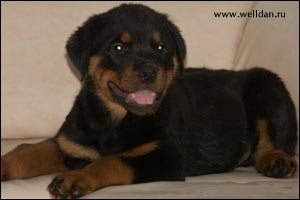 ����� ���������� Rotti's Allyans Vico