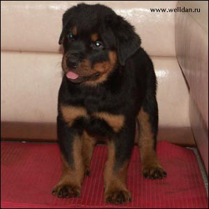 ����� ���������� Rotti's Allyans Vico
