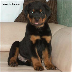 ����� ���������� Rotti's Allyans Vico