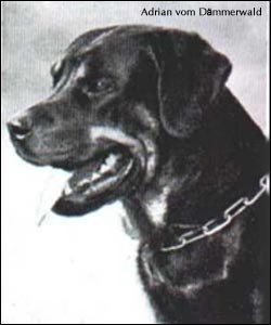 ��������� Adrian vom D&auml;mmerwald