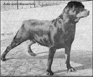 ��������� Anka vom Lohauserholz