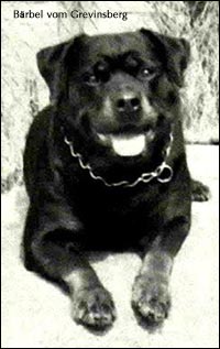 ��������� B&auml;rbel vom Grevingsberg