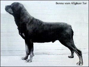 Benno vom Allg&auml;uer Tor