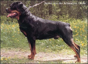 ��������� Benno von der Schwarzen Heide