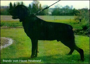 ��������� Brando vom Hause Neubrand