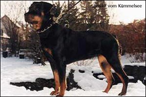 Briska vom K&uuml;mmelsee