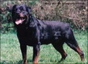 ��������� Brutus von der Hammerschmiede