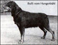 Bulli vom Hungerb&uuml;hl