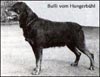 Bulli vom Hungerb&uuml;hl