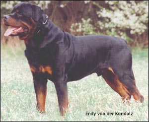 ��������� Endy von der Kurpfalz
