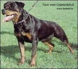 Face vom Gr&uuml;ntenblick